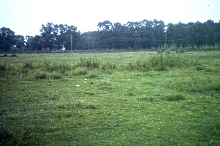 050.jpg