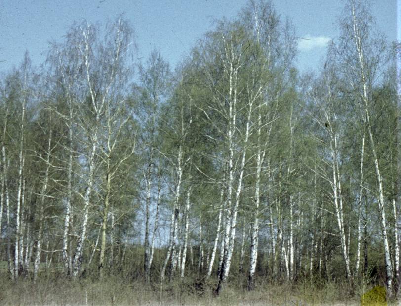 213.jpg