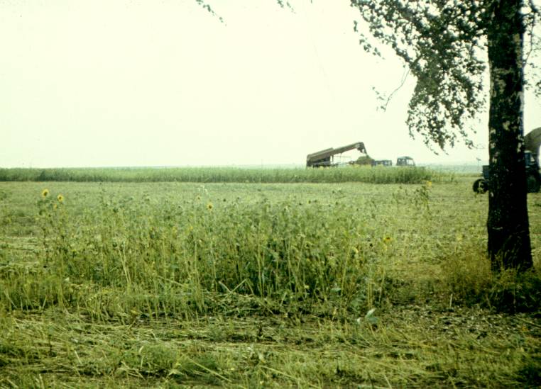 196.jpg