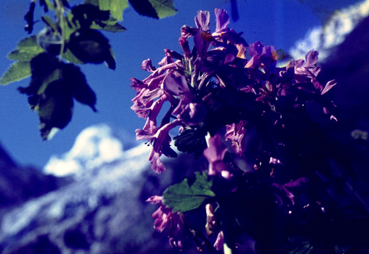 009.JPG