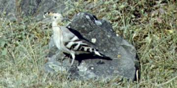095-1.JPG