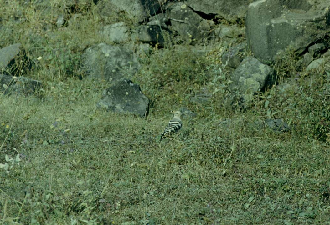 148.JPG