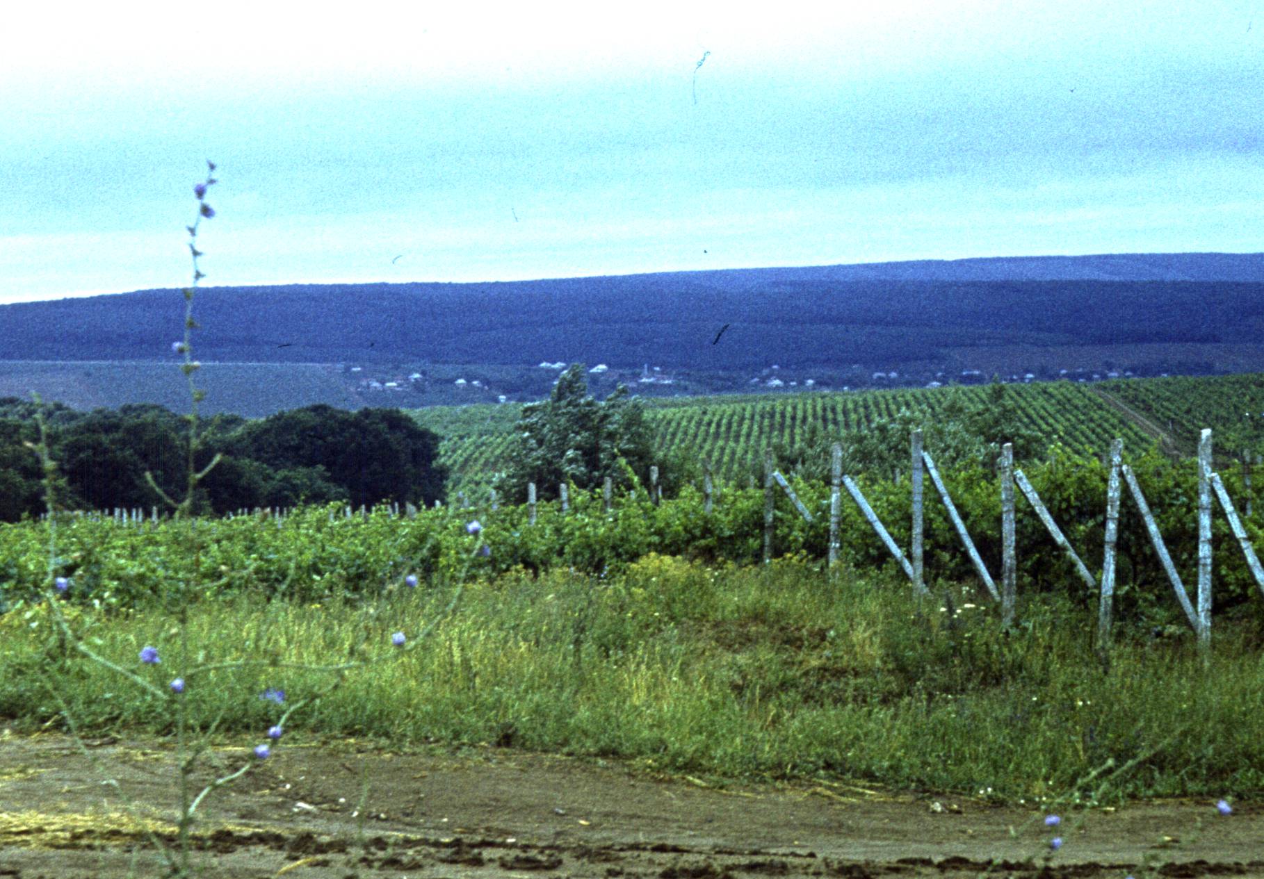 176.jpg